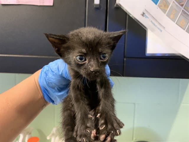 Jack - Domestic Short Hair