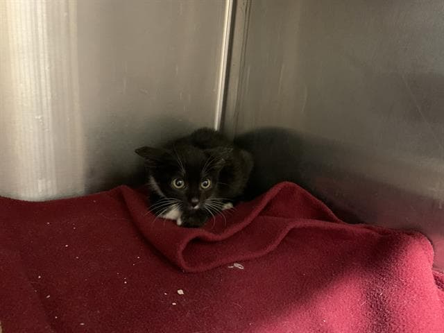 Kim Possible - Domestic Short Hair
