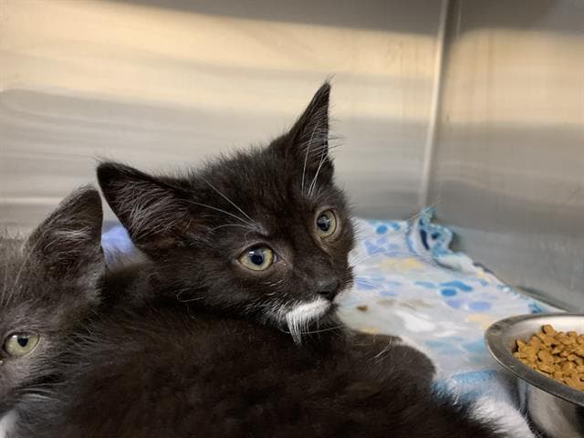 Orzo - Domestic Short Hair