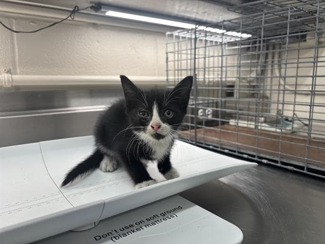 Sophia - Domestic Short Hair