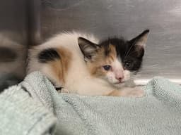 Mallory image 1