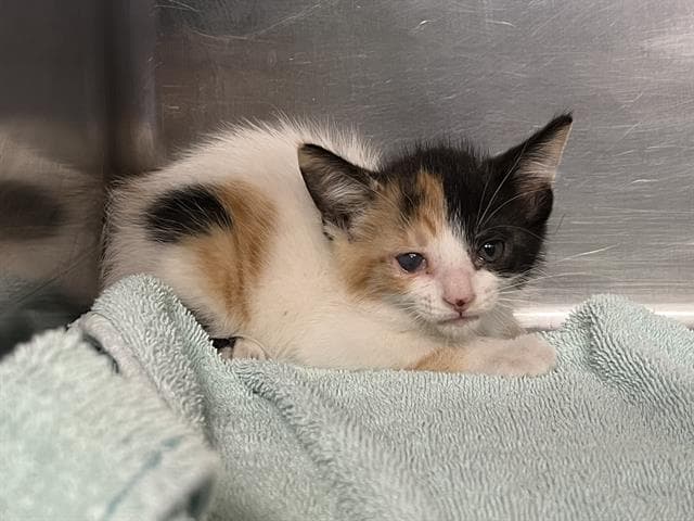 Mallory - Domestic Short Hair