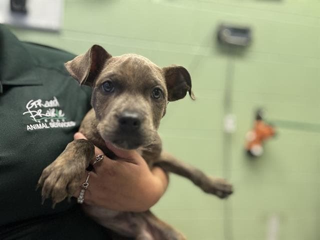 Titus - American Staffordshire Terrier