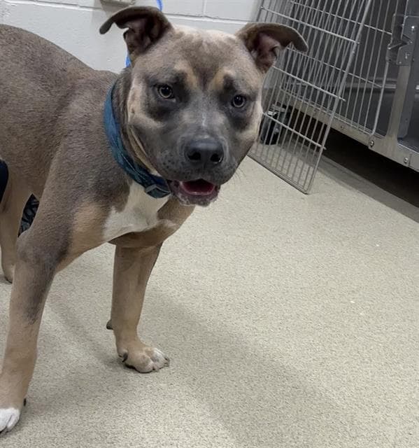 Johnny - American Staffordshire Terrier