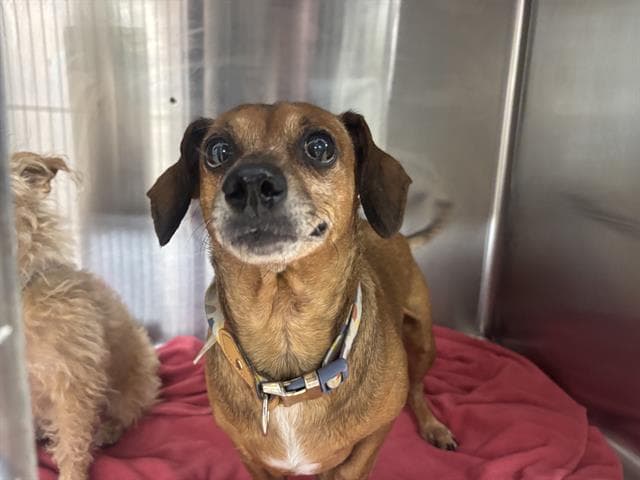 Felicia - Dachshund