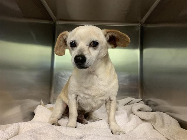 Bradley - Chihuahua