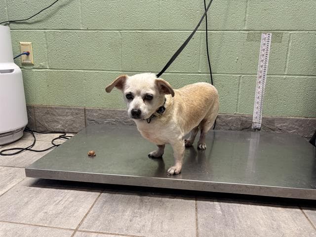 Bradley - Chihuahua