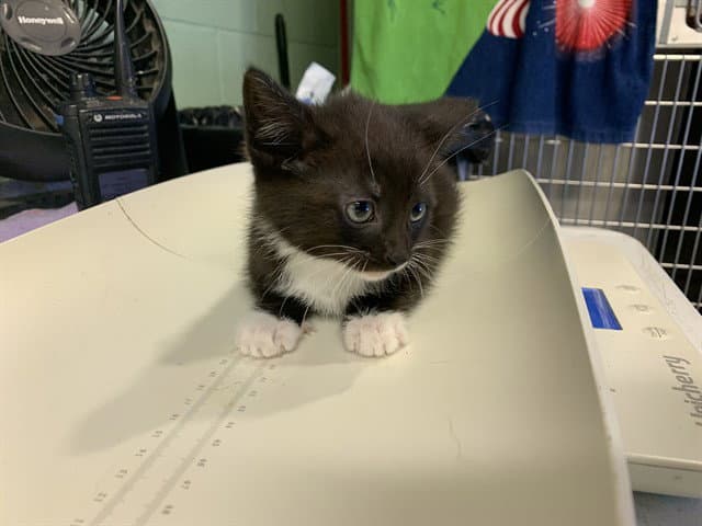 Kona - Domestic Short Hair