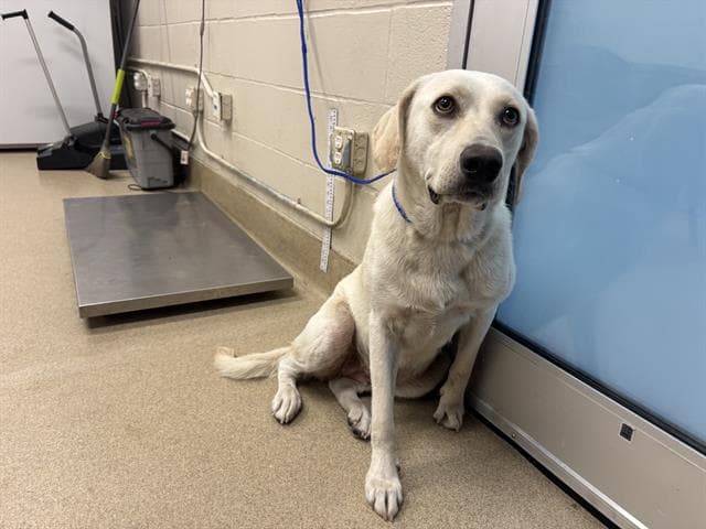 American Beauty - Labrador Retriever