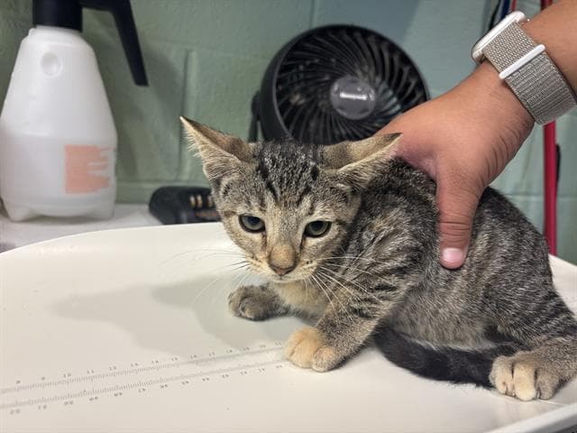 Unknown - Domestic Short Hair