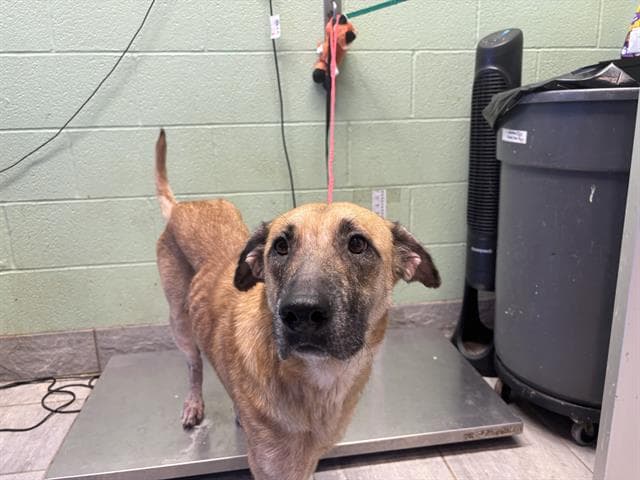 Shelia - German Shepherd Dog