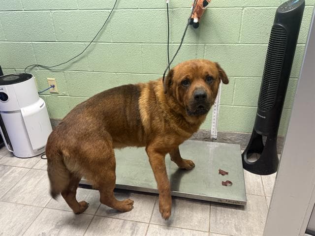 Oso - Chow Chow