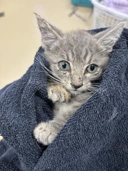 Mildred image 1