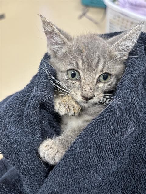 Mildred - Domestic Short Hair