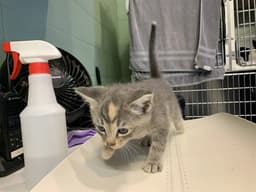 Libby image 1