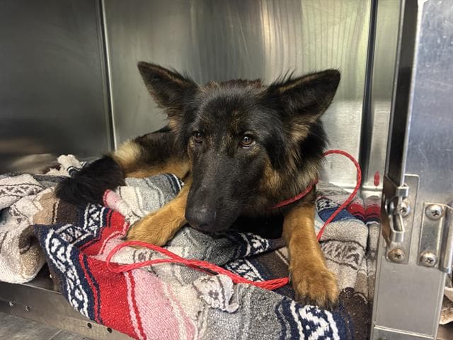 Norma - German Shepherd Dog
