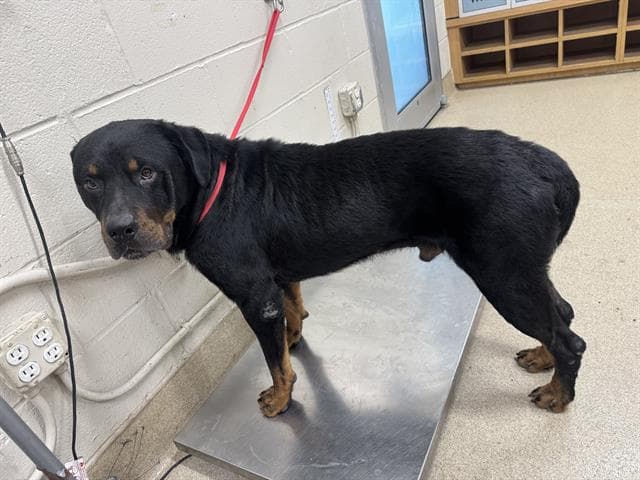 Bagheera - Rottweiler