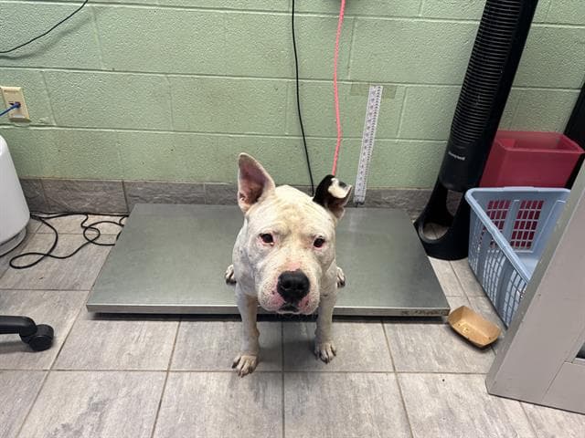 Shorts - American Pit Bull Terrier