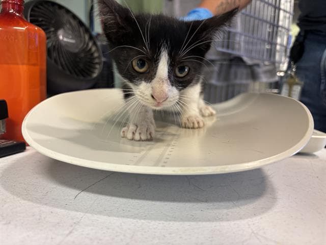 Esher - Domestic Short Hair