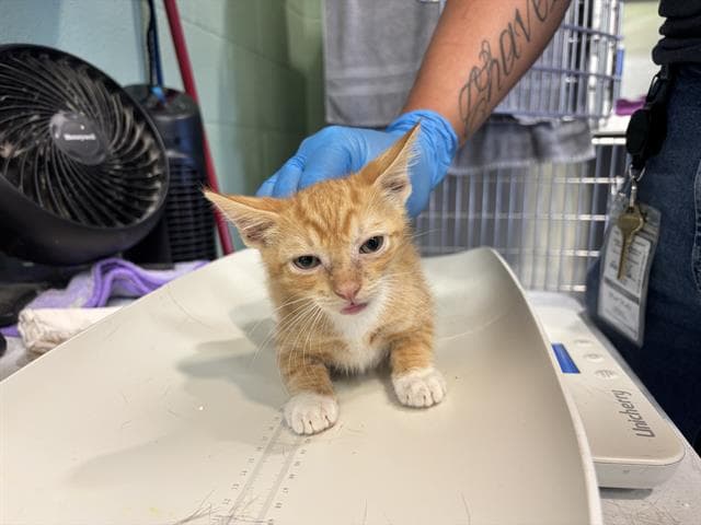 Elwood - Domestic Short Hair