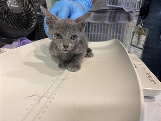 Elliot - Domestic Short Hair