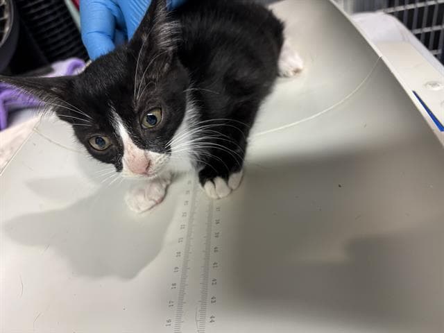 Espresso - Domestic Short Hair