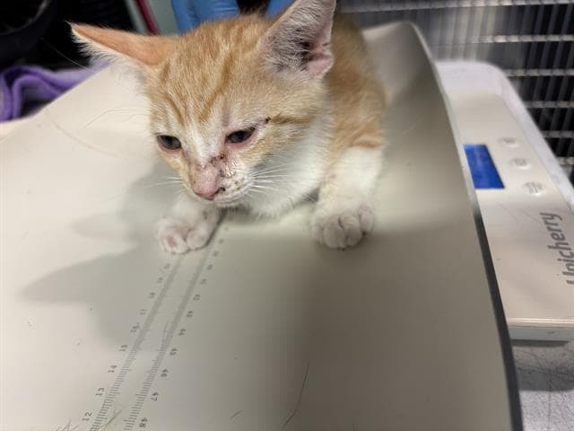 Elmer - Domestic Short Hair
