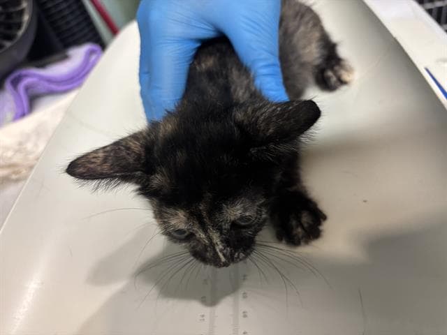 Fonzie - Domestic Short Hair