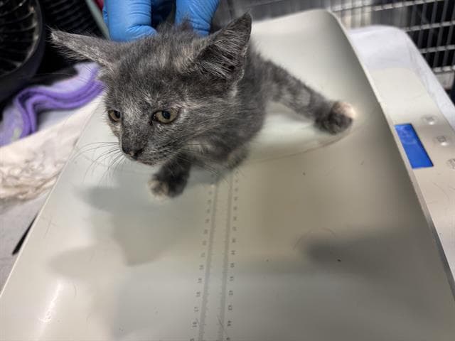 Fandango - Domestic Short Hair