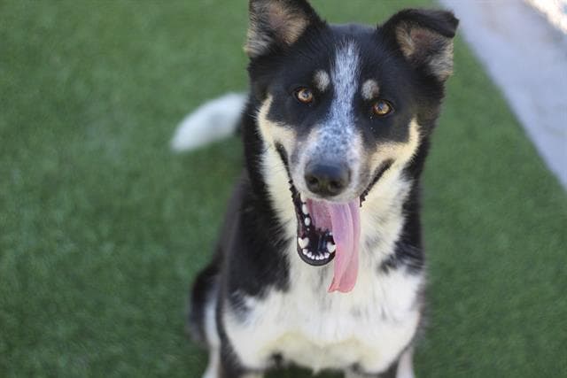 Lady B - Australian Shepherd
