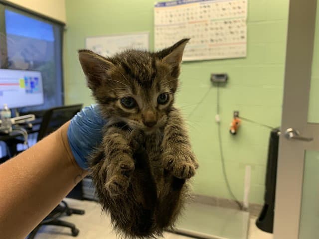 Unknown - Domestic Short Hair