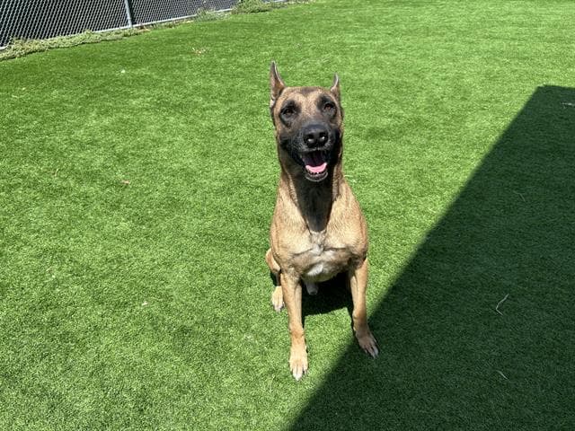 Corporal - German Shepherd Dog