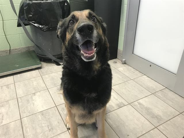 Mac - German Shepherd Dog