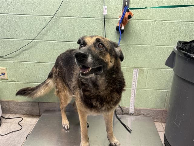 Mac - German Shepherd Dog