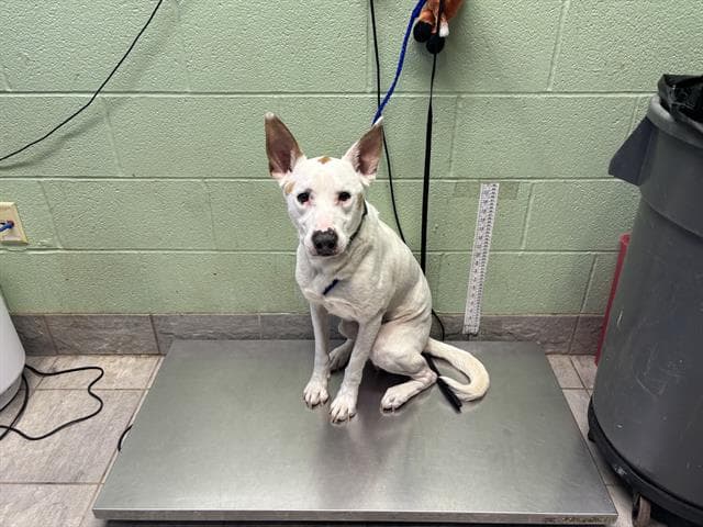 Oliver - American Staffordshire Terrier