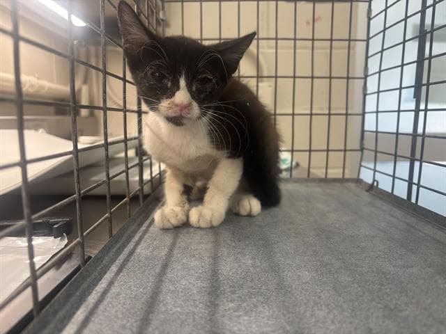 Unknown - Domestic Short Hair