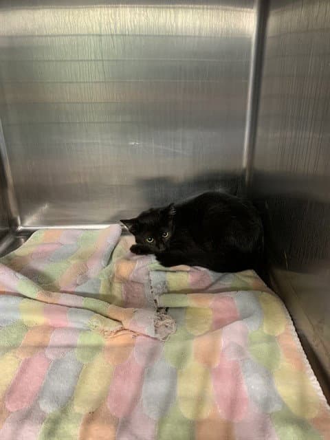 Unknown - Domestic Short Hair