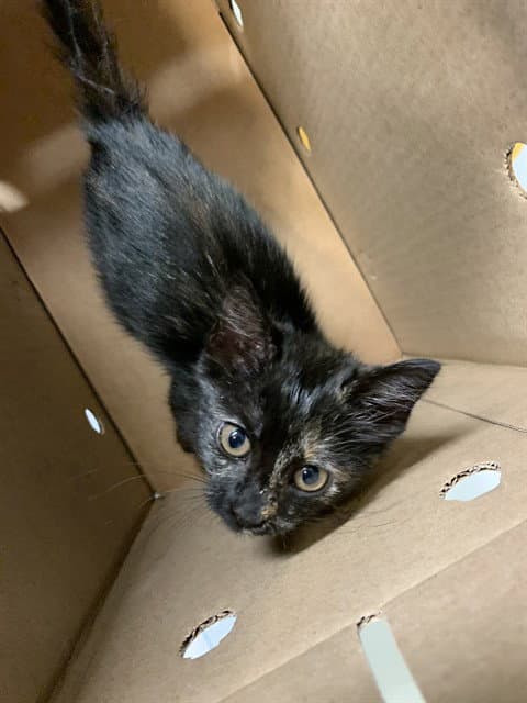Unknown - Domestic Short Hair