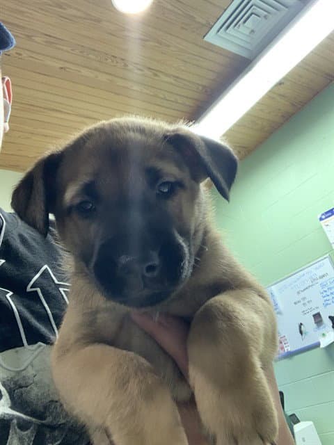 Fred - German Shepherd Dog