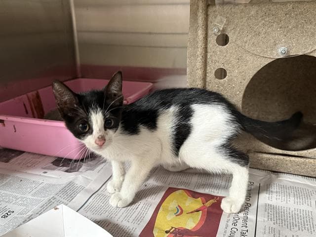 Unknown - Domestic Short Hair