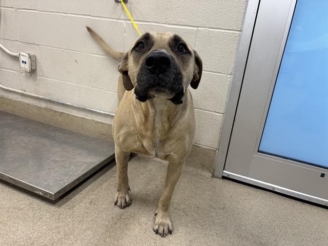 Charlie - Mastiff