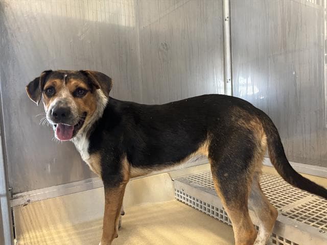 Lannie - American Foxhound