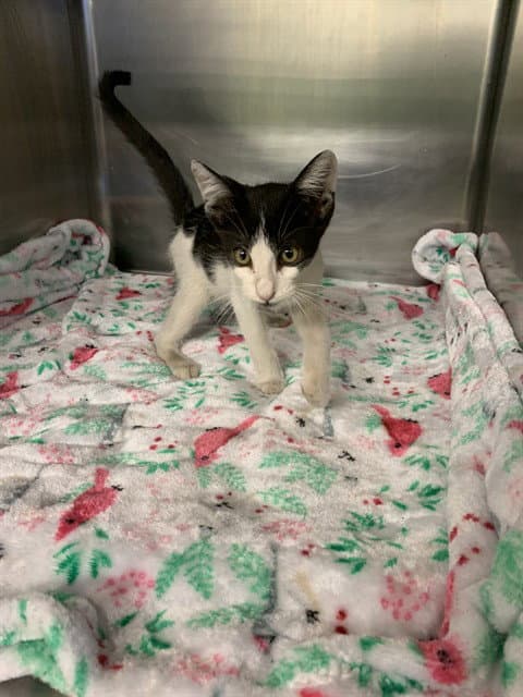 Unknown - Domestic Short Hair