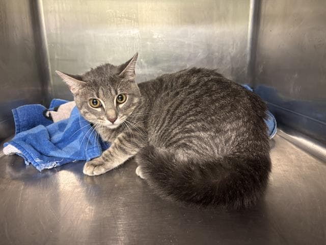 Bottle Brush - Domestic Short Hair