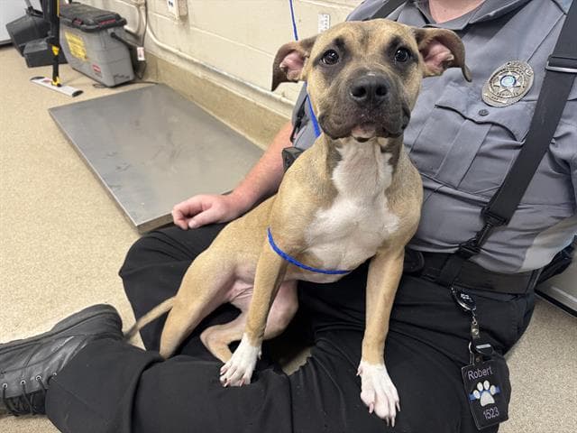 Ivy - American Staffordshire Terrier
