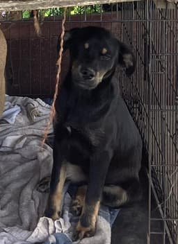 Bailey image 1