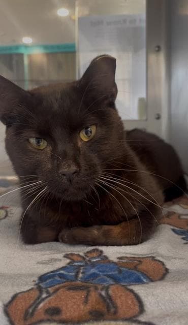 Duckie - Domestic Short Hair