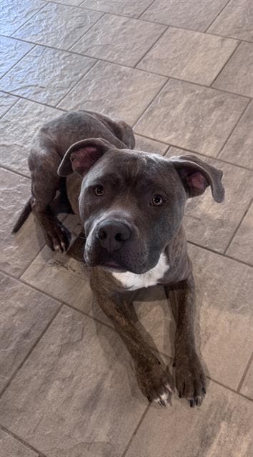 Bueller - American Staffordshire Terrier