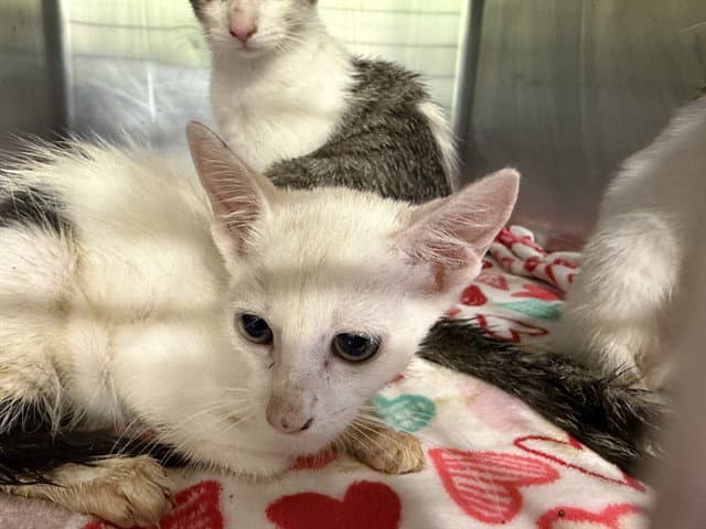 Lollipop - Domestic Short Hair