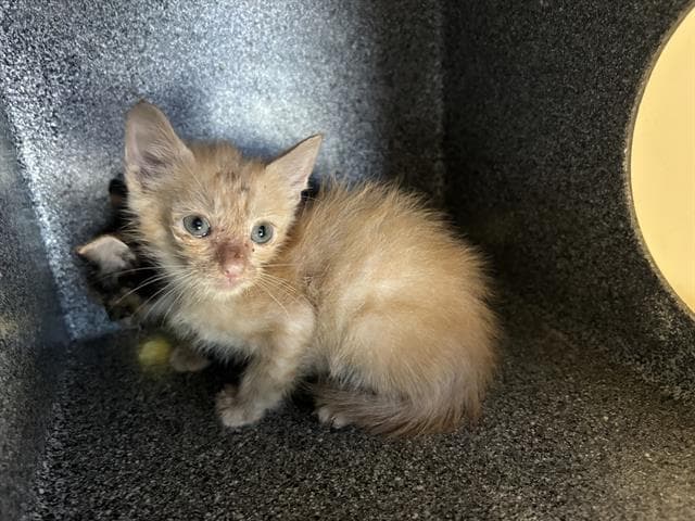 Joey - Domestic Short Hair